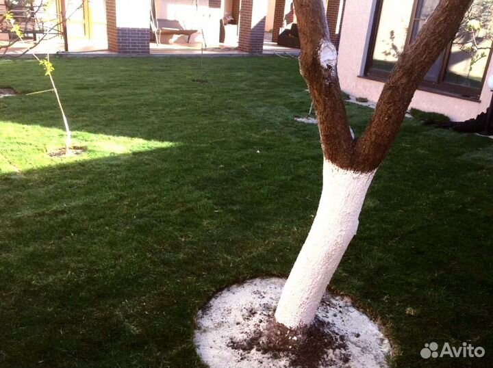 Рулонный газон от производителя