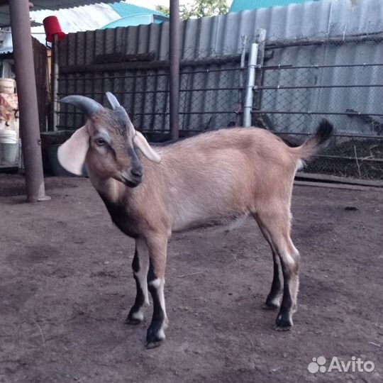 Продам козлика