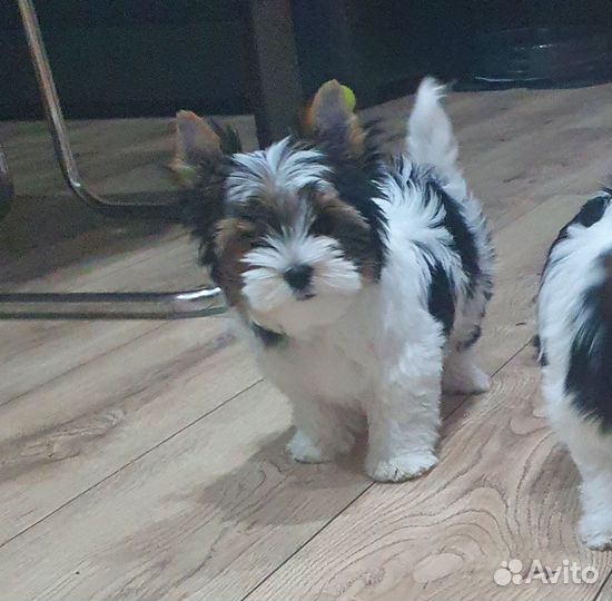 Щенки бивер йорка