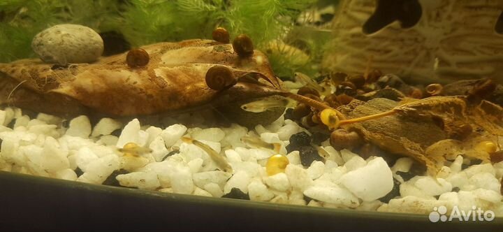 Отдам улиток