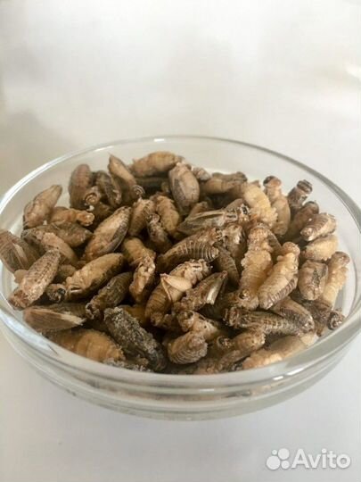 Сверчки тараканы