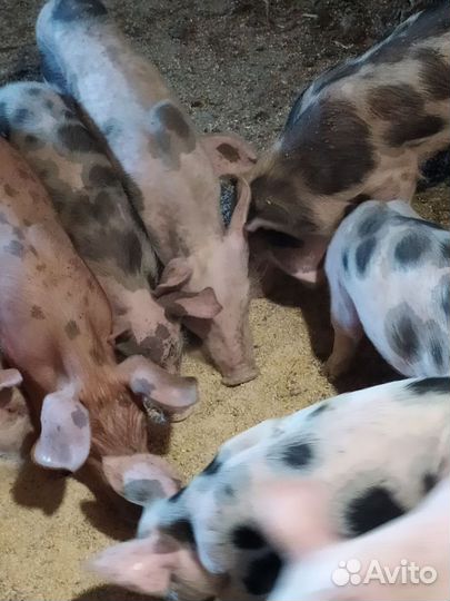 Поросенок ландрас + петрена