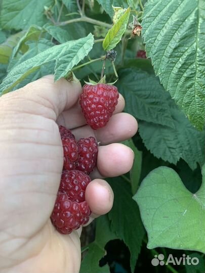 Ремонтантная малина шапка Мономаха