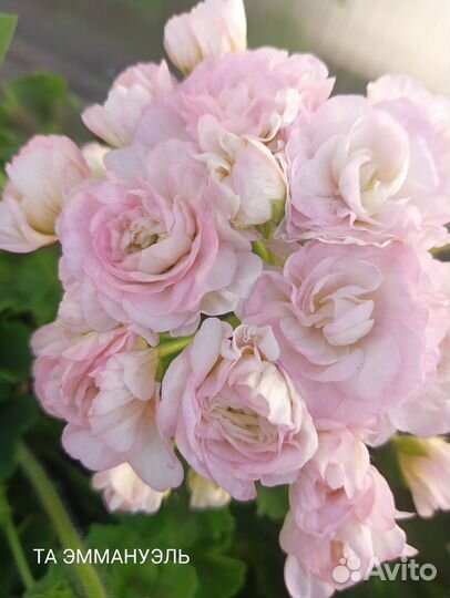 Пеларгонии сортовые