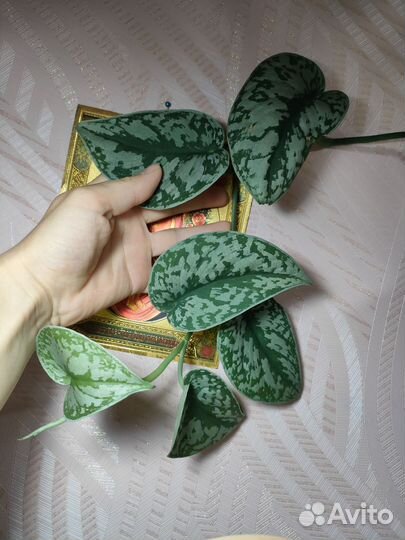 Хойя аглаонема филодендрон