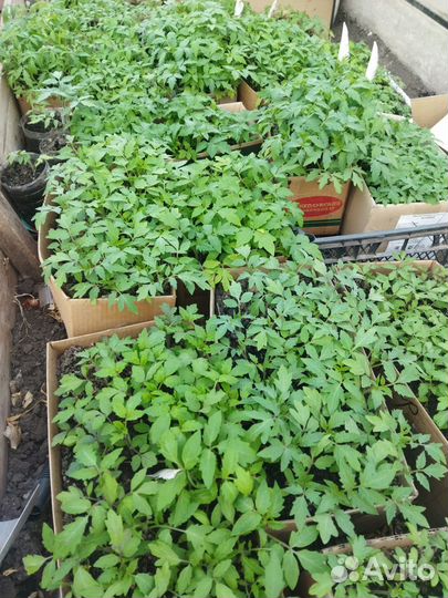 Продаётся рассада