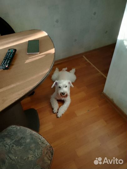 Передержка домашних животных