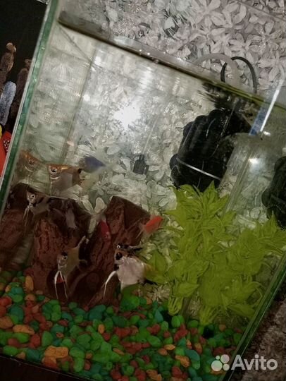 Аквариум с рыбками