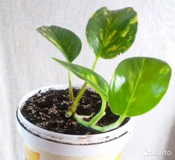 Сциндапсус золотистый