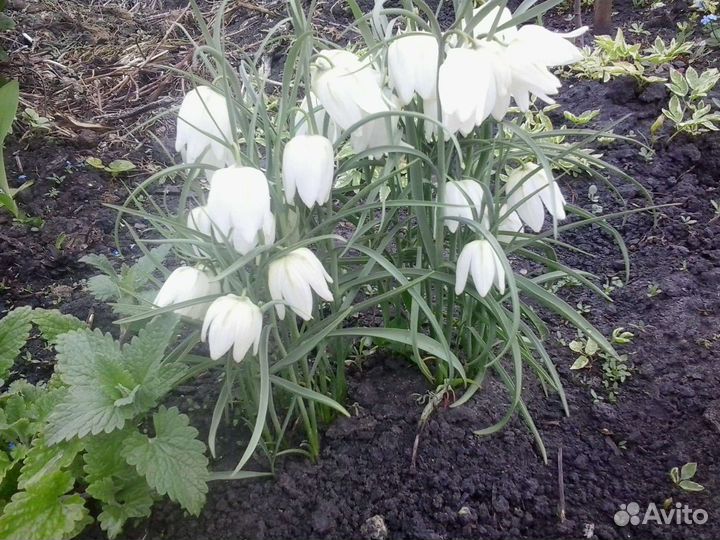 Ирисы, Рудбекия. Лилейник. Валериан Рябчик Анемона