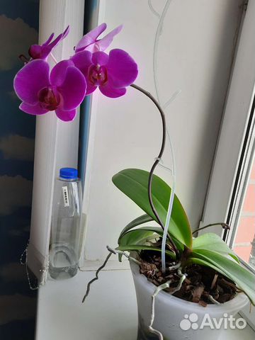 Фелинопсис