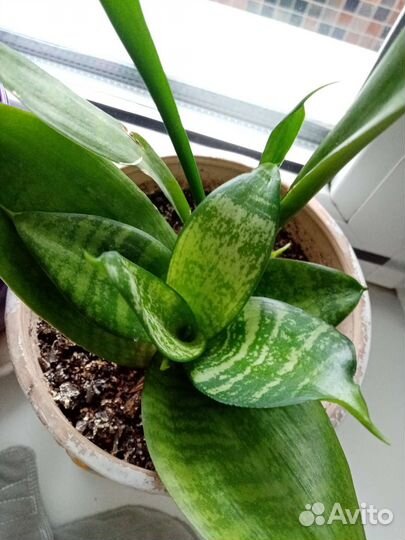 Сансевиерия Микс Ханни и трехполосная Тещин язык