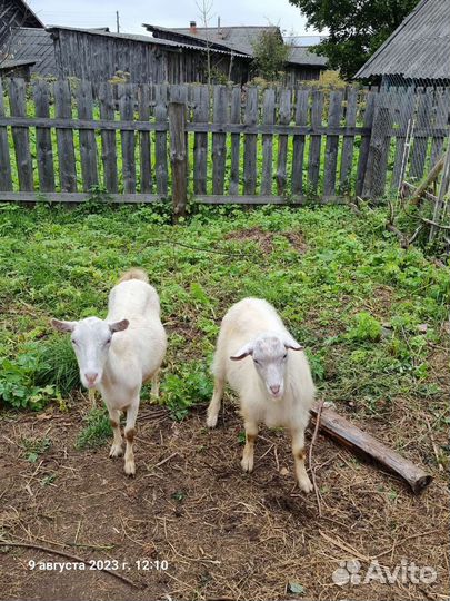 Коза дойная