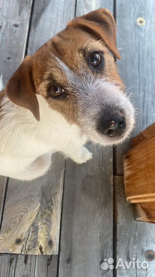 Джек Рассел терьер вязка