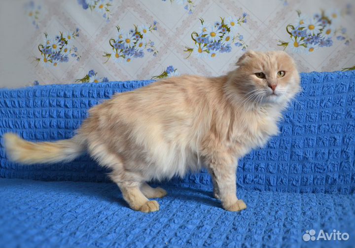 Кот в добрые руки
