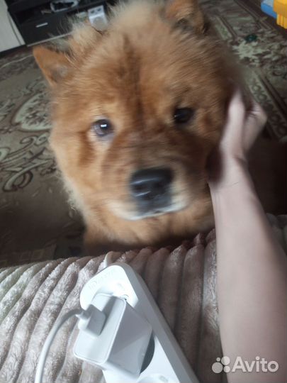 Чау-чау вязка