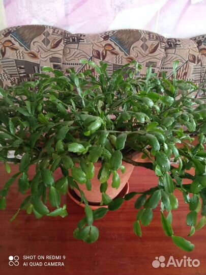 Комнатные цветы