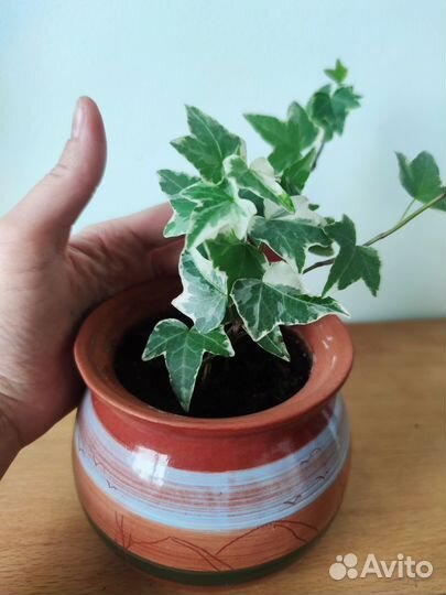 Хедера вариегатная в керамическом горшке