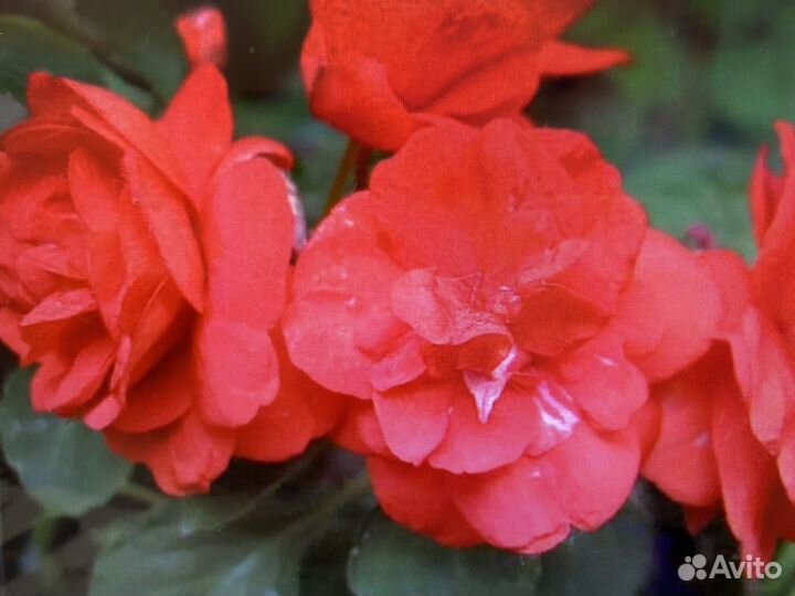 Комнатные растения цветы