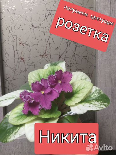 Фиалка Химера