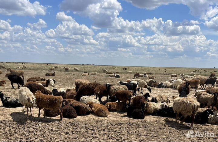 Овцы бараны ягнята