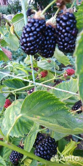 Инжир, малина, земляника,ежевика, мята