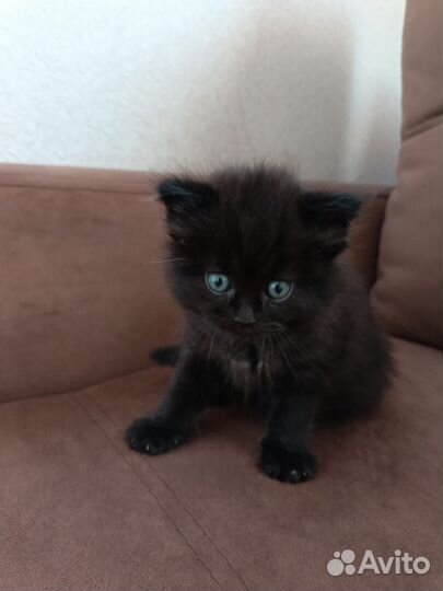 Котята в добрые руки бесплатно