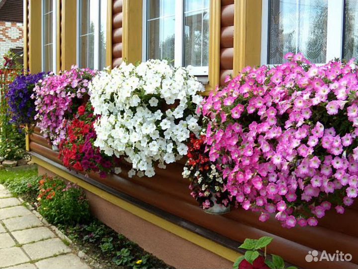 Ампельная петуния рассада