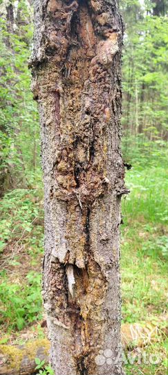 Набор природного здоровья