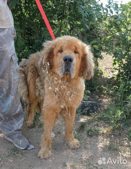Не покупайте приезжайте к нам за другом