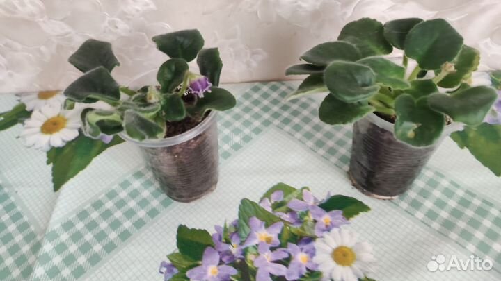 Сортовые фиалки