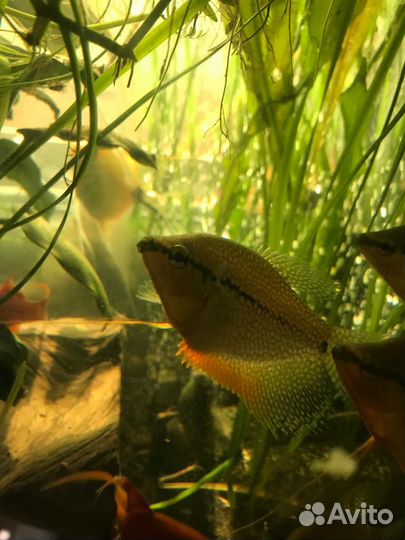 Аквариумные рыбки