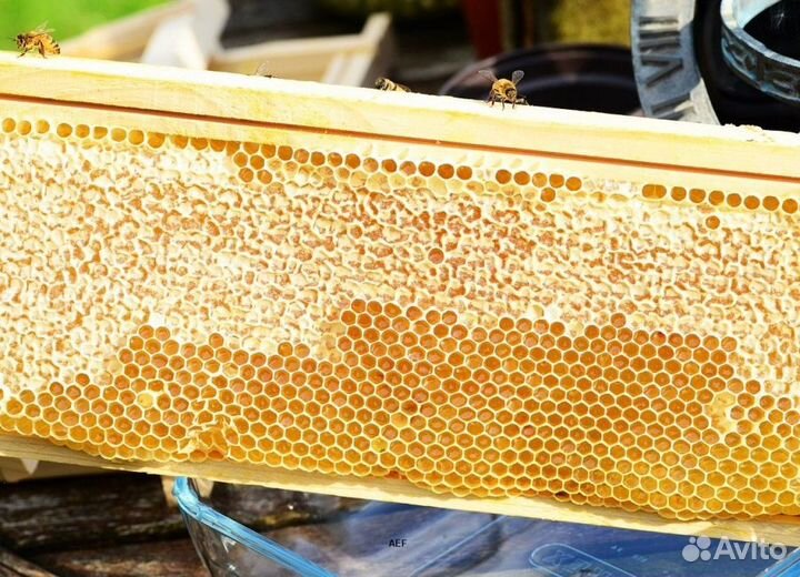 2024 Мед натуральный с Алтая оптом