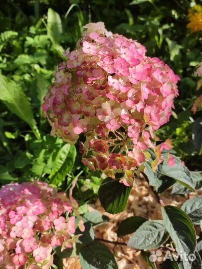 Гортензия самарская лидия