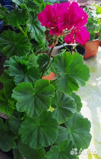 Пеларгония герань