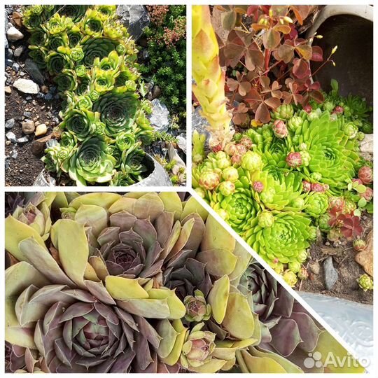 Молодило каменная роза