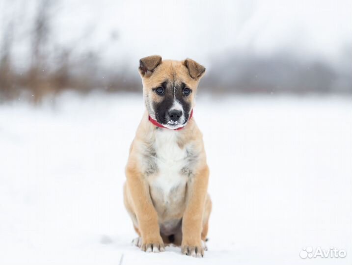 Щенок девочка ищет дом