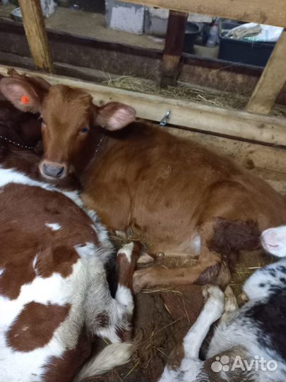 Коровы, нетели, телочки