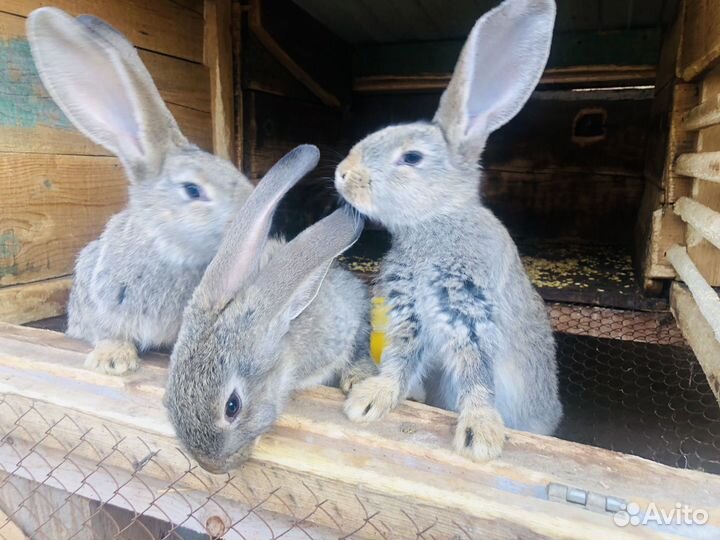 Кролики породы фландр