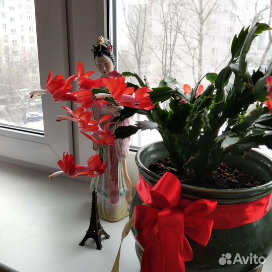 Декабрист Шлюмбергера Зигокактус