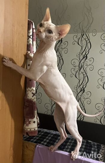Кот сфинкс вязка опытный