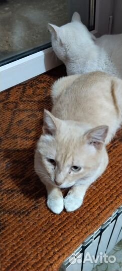 Ищу дом для котика(лейкозника)