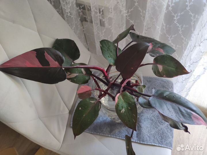 Филодендрон розовая принцесса