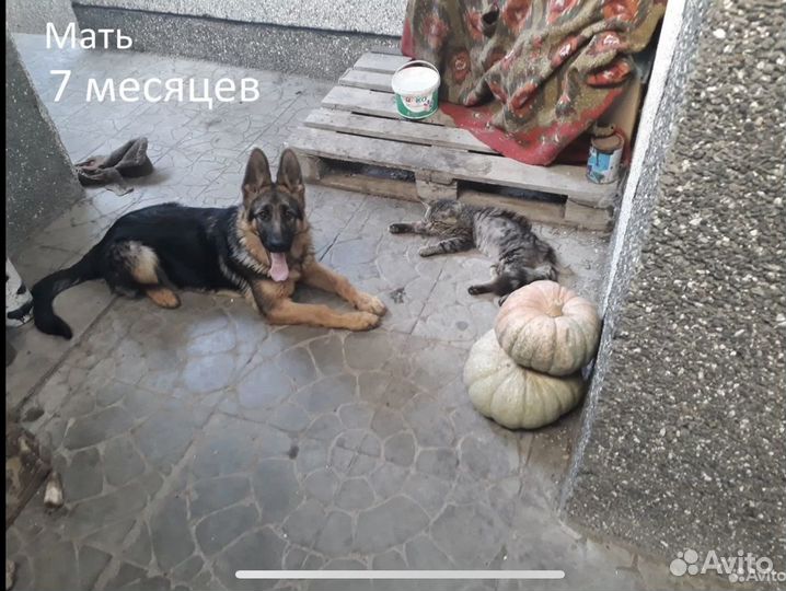Щенки немецкой овчарки