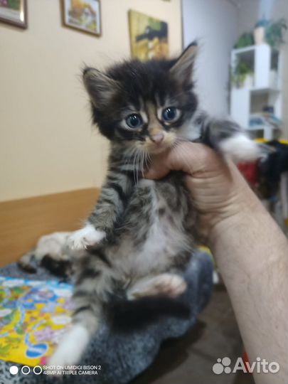Котятки