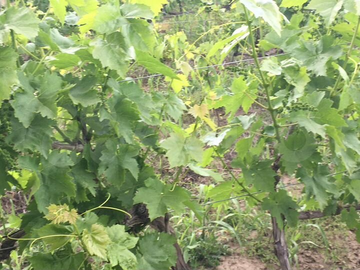 Участок 100 сот. (СНТ, ДНП)