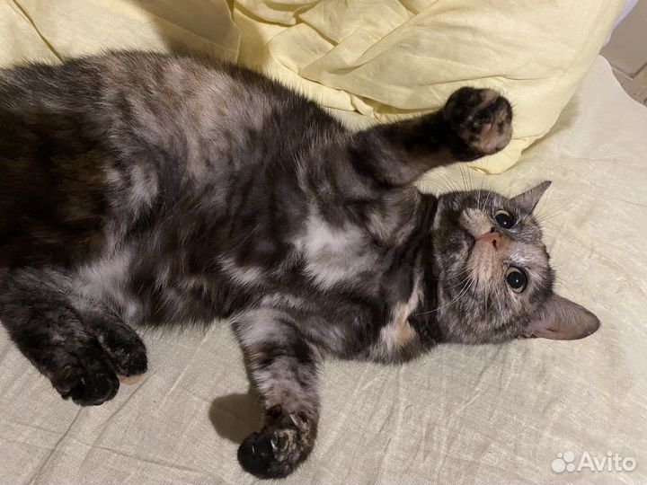 Кошка в дар бесплатно