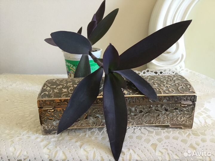 Традесканция Саткрезия пурпурная