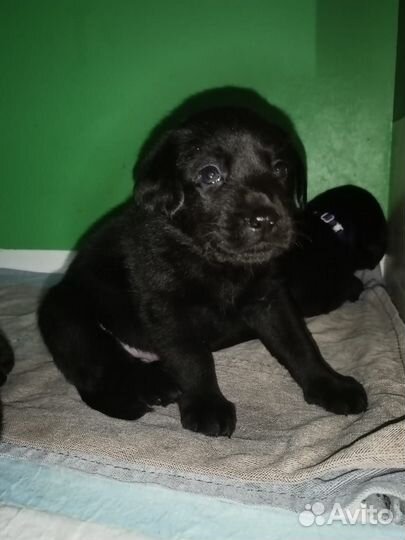 Щенки лабрадора