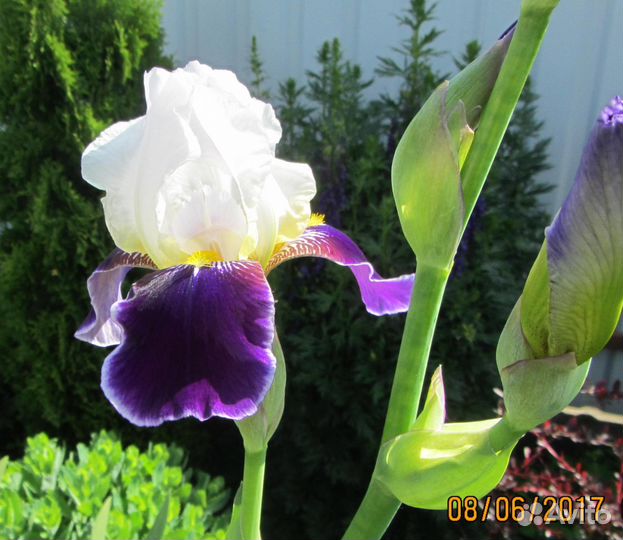 Ирисы бородатые разных сортов